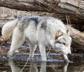 Почему волки боятся красных флажков